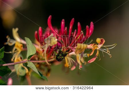 Colourful Close Up Of A Red Honeysuckle Flower Blooming Showing Detailed Pistils