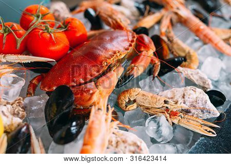 Seafood On Ice. Crabs, Sturgeon, Shellfish, Shrimp, Rapana, Dorado, On White Ice.