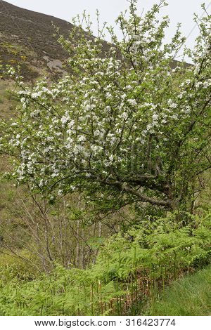 Apple Tree
