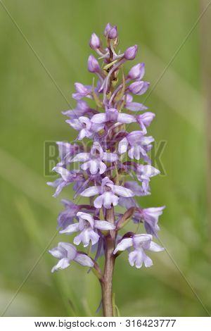 Common Fragrant Orchid - Gymnadenia Conopsea 
Flower Spike