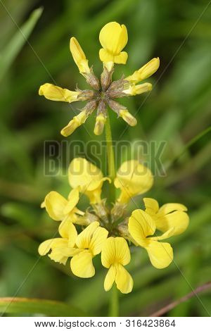 Horseshoe Vetch - Hippocrepis Comosa 
Grassland Wild Flower