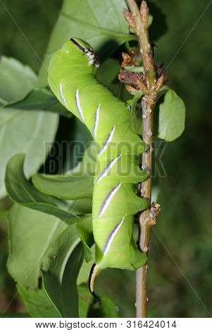 Privet Hawkmoth Caterpillar - Sphinx Ligustri 
In Defensive Pose