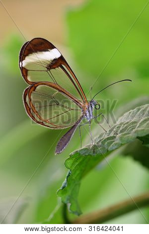 Close Up Of A Glasswing Butterfly (greta Oto) On A Leaf