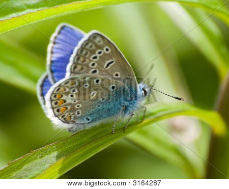 Kelebek Lycaenidae