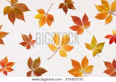 Golden Autumn Concept. Bright Colored Grape Leaves Fallen Down On White Background