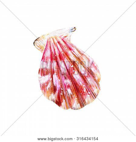 Pink Mother Of Pearl Shell Scallop. Sea Bivalve Pectinidae. Nature Of The Ocean. Underwater Resident