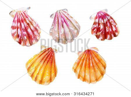 A Set Of Five Sea Scallops. Pink, Yellow And Mother Of Pearl Bivalve Pectinidae. Nature Of The Ocean