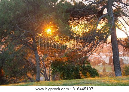 Pine Trees With Firey Sunburst And Rays Coloring Trees Red And Orange