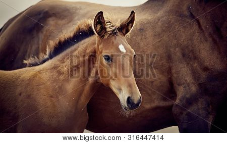 Portrait Of A Red Foal Sporting Breed With A Mare. Small Horse. Foal With An Asterisk On A Forehead.