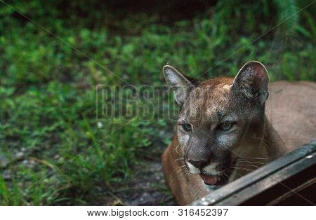 Florida Panther Puma Concolor Coryi Leans Against A Window In Naples, Florida.