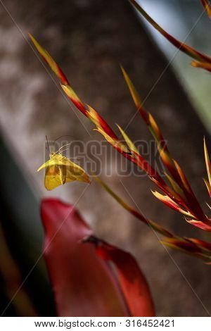 Flying Cloudless Sulfurs Butterfly Phoebis Sennae Lifts Off From Red And Yellow Heliconia Flower In 