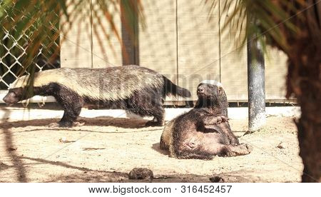 Funny Spread Legged Honey Badger Mellivora Capensis