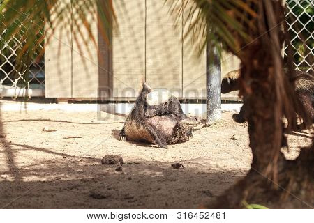 Funny Spread Legged Honey Badger Mellivora Capensis