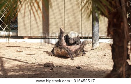 Funny Spread Legged Honey Badger Mellivora Capensis