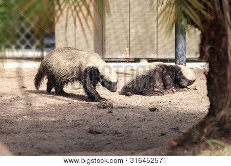 Honey Badger Mellivora Capensis Is Known For Being Tough