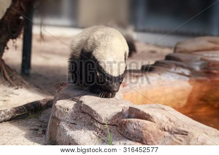 Honey Badger Mellivora Capensis Is Known For Being Tough