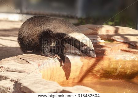 Honey Badger Mellivora Capensis Is Known For Being Tough