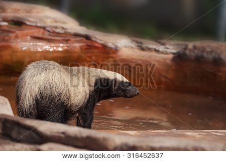 Honey Badger Mellivora Capensis Is Known For Being Tough