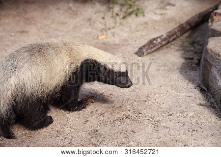 Honey Badger Mellivora Capensis Is Known For Being Tough