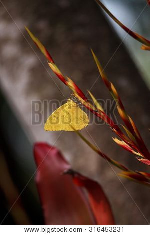 Cloudless Sulfurs Butterfly Phoebis Sennae Perches On A Red And Yellow Heliconia