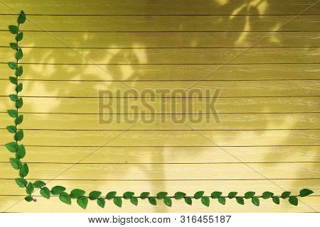 Green Leaves Of Coatbuttons Nature Border Shadow Tree On Color Wood