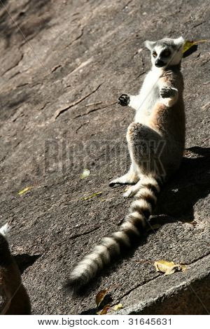 Sonnenbaden lemur