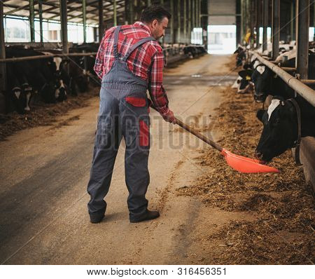 Farmer with showel in a cowshed on a dairy farm.