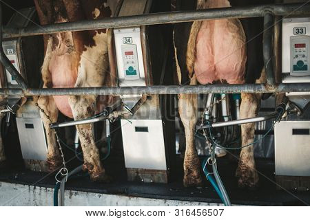 Milking cows on rotary milking parlor