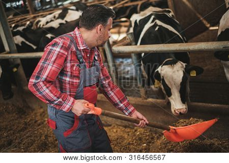 Farmer with showel in a cowshed on a dairy farm.