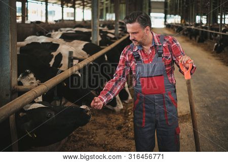 Farmer with showel in a cowshed on a dairy farm.