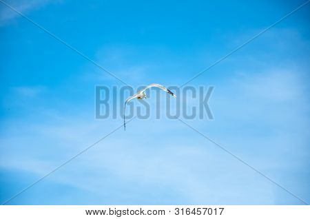 The Beautiful Seagull Flying To The Sky