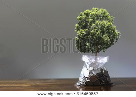 Plants Grow On Coins. Money Saving Concept