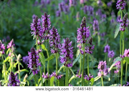 Summer Landscape With Wildflowers At Sunset. Blooming Betonica Officinalis. Medicinal Plants, Herbs 