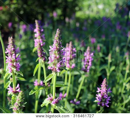 Summer Landscape With Wildflowers At Sunset. Blooming Betonica Officinalis. Medicinal Plants, Herbs 