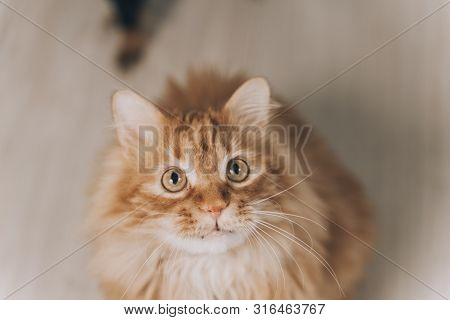 Close-up Red Cat With Green Eyes Looking On Camera. Cute Aborable Red Cat Asks Food.
