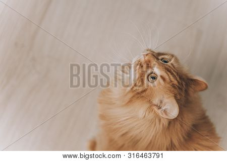 Close-up Red Cat With Green Eyes Looking On Camera. Cute Aborable Red Cat Asks Food.