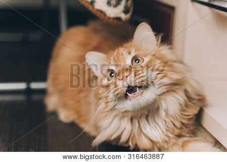 Close-up Red Cat With Green Eyes Looking On Camera. Cute Aborable Red Cat Asks Food.
