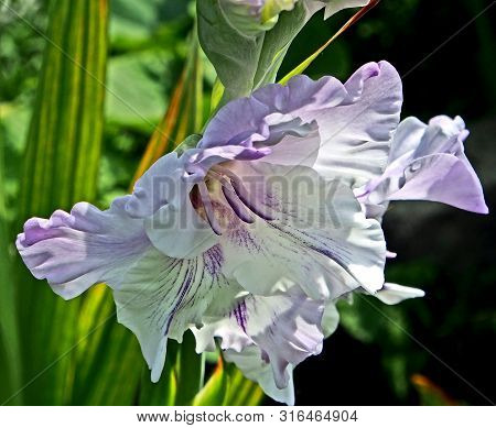 Light Lilac Gladiolus In The Garden On A Blurred Natural Background