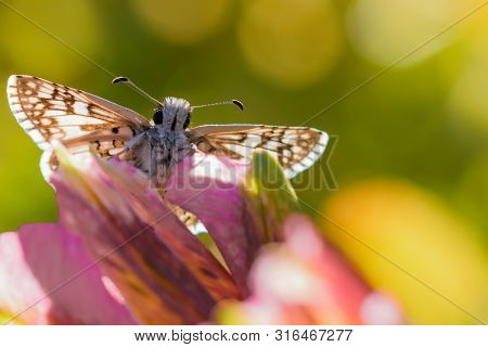 Brown Checkered Skipper Sitting On Purple Flower Showing Face And Both Antenna.