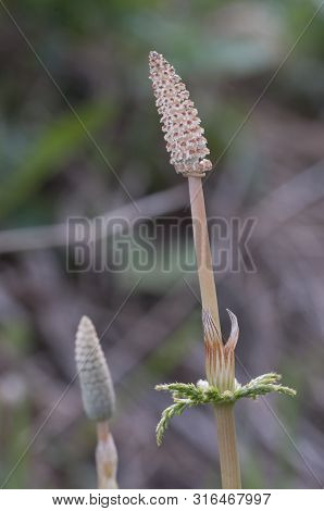 Equisetum With Strobili In Spring, Close Up Shot