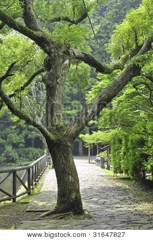 Albero di canfora