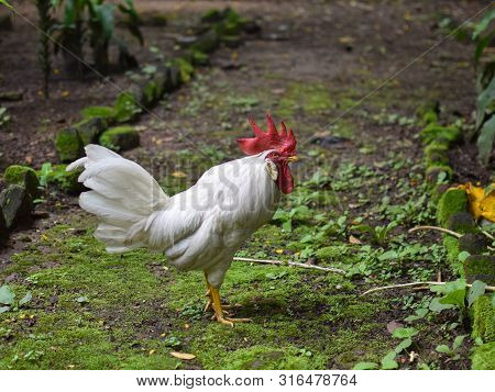 Picture Of Leghorn Is A Breed Of Chicken Originating In Tuscany, In Central Italy