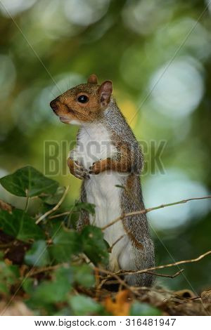 Portrait Of An Eastern Gray Squirrel (sciurus Caroinensis) Standing Up