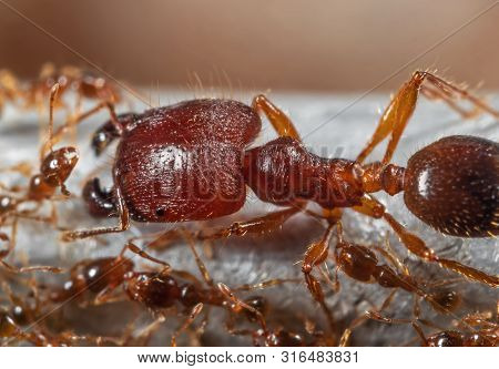 Macro Photography Of Soldier Big-headed Ant With Group Of Worker Ants