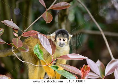 Portrait O Fa Common Squirrel Monkey (saimiri Sciureus) Climbing In A Tree