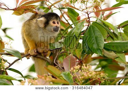 Portrait O Fa Common Squirrel Monkey (saimiri Sciureus) Climbing In A Tree
