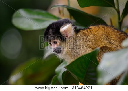 Portrait O Fa Common Squirrel Monkey (saimiri Sciureus) Climbing In A Tree