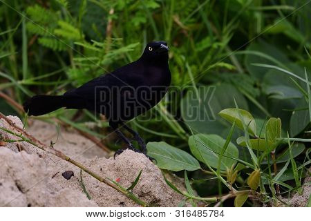 Portrait Of A Greater Antillean Grackle (quiscalus Niger) Perching On The Ground