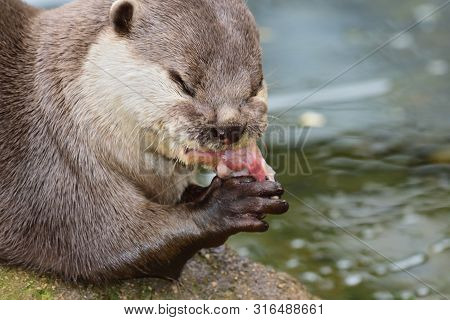 Close Up Portrait Of An Oriental Short Clawed Otter Eating