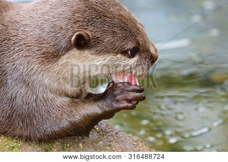 Close Up Portrait Of An Oriental Short Clawed Otter Eating